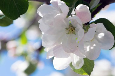 Bahçede çiçek açan elma dalı. Bahçede çiçek açan meyve ağaçları. Ağacın dalına yakın duran beyaz ve pembe çiçekler. Çiçekli bahar doğası geçmişi.
