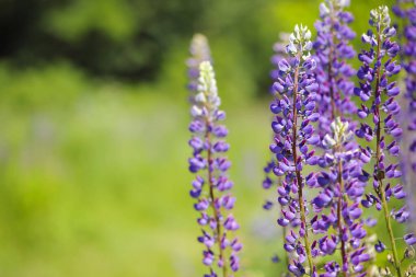 Lupine. Mavi orman çiçeği lupanı. Aydınlık bir yaz gününde mor lupin tarlası, vahşi doğada açan, yaz renkleri, çiçekler, bulanık arka plan, seçici odak, bokeh, yakın çekim, metin