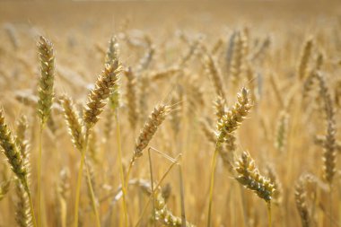 Zengin hasat kavramı. Altın buğday kulaklı buğday tarlası. Güzel tarım arazileri gün batımı manzarası. Olgun kulaklar kırsal doğa manzarası arka planı. yakın çekim, seçici odak