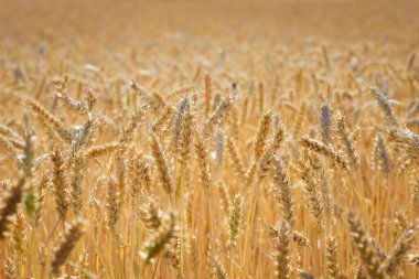 Zengin hasat kavramı. Altın buğday kulaklı buğday tarlası. Güzel tarım arazileri gün batımı manzarası. Olgun kulaklar kırsal doğa manzarası arka planı. yakın çekim, seçici odak