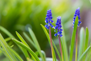 Muscari. Çan şeklinde mavi çiçekler, beyaz bir püsküllü, Muscari armeniacum yeşil bazal yapraklarla çevrili, yakın çekim. Ermeni üzümü sümbülü ya da bahçe üzümü sümbülü, kuşkonmaz olarak bilinir..