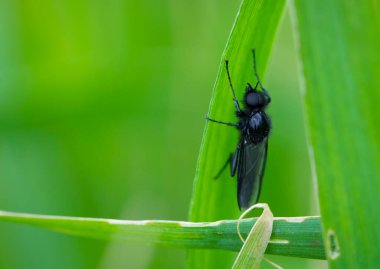 Eurytoma schreineri. Biyomorfin. Sivrisinek. Yeşil çimlerin üzerinde dinlenen sivrisinek. Erkek ve dişi sivrisinekler nektar ve bitki özleriyle beslenirler. Böcek yakın plan, makro fotoğraf. Baş belası, kalın ayak.