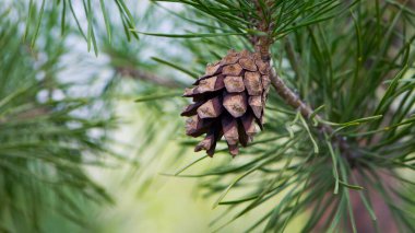 Çam ağacında çam kozalağı. Pinus. İzole edilmiş çam. Açık doğal arka planda izole edilmiş kozalaklı çam dalı. Ormandaki ya da parktaki kozalaklı ağaç dalları, yakın plan. Aynı zamanda tıp ve kozmetolojide de kullanılır.