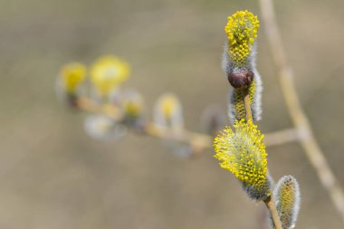 Tüylü sarı çiçekler söğüt dalında çiçek açar. Bahar ormanındaki bir dalda söğüdün sarı çiçekleri. Güzel bir bahar arkaplanı. Doğa, bokeh, yakın plan, Makro fotoğraf