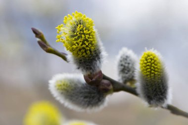 Tüylü sarı çiçekler söğüt dalında çiçek açar. Bahar ormanındaki bir dalda söğüdün sarı çiçekleri. Güzel bir bahar arkaplanı. Doğa, bokeh, yakın plan, Makro fotoğraf