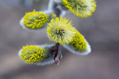 Tüylü sarı çiçekler söğüt dalında çiçek açar. Bahar ormanındaki bir dalda söğüdün sarı çiçekleri. Güzel bir bahar arkaplanı. Doğa, bokeh, yakın plan, Makro fotoğraf