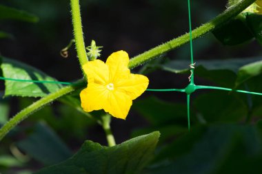 Çiçek açan salatalık. Beyaz arka planda izole edilmiş salatalıktaki sarı çiçekler. Küçük bir salatalık filizi, yeşil yapraklar ve sarı bir çiçek. Yakın plan. Tohum ekme, sebze ekme, hasat...