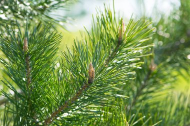 pinus resinosa. Ormandaki bir çam dalında taze kozalaklar. Red Pine, Pinus resinosa, Erkek Polen Konisi, Pinecone, Baharın Başları. Doğal arka plan. Kozmetik, aromaterapi