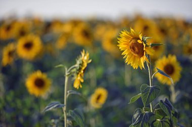 Arkaplan için büyük sarı ayçiçeği. Güneş ışığında sarı ayçiçekleri. İyi hasat konsepti, parlak güneşli çiçek. Çiftçilik, sebze bahçesi, tarla, petrol için tohum yetiştirme. Yakın plan. yumuşak odak