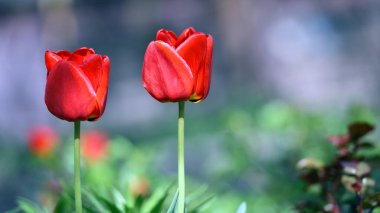 Tulipa. İki kırmızı lale. Bahçedeki bir çiçek tarlasında açan güzel çiçekler. Hassas kırmızı laleler. Çiçekli tatil geçmişi, yakın plan, bokeh