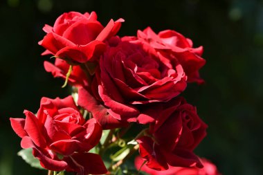 Çiçek açan kırmızı güller koyu bir arka planda izole edilmiş. Büyük güzel bahçe çiçekleri kırmızı güller. Tatil için çiçekler, bokeh, makro, çiçekli arka plan. Bir buket kırmızı gül.