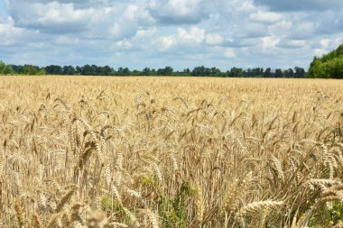 Tarlada altın buğday başakları. Tarlanın sarı arka planında olgunlaşmış altın buğday kulakları. Doğa. Zengin bir yaz hasadı, tarım ve tarım endüstrisi fikri..