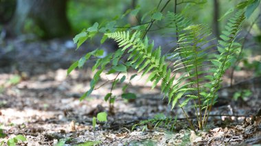 Renkli eğreltiotu yaprakları yeşil yapraklar güneş ışığında doğal çiçek eğreltiotu arkaplanı. Yeşil eğreltiotu yaprakları ormandaki arka plan için. Doğal yeşil eğreltiotu yaprakları ormandaki dokuyu kapatır.