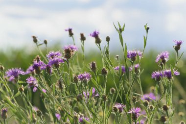 Centaurea jacea. Knapweed 'e yakın çekim. Yeşil yapraklardan oluşan bir arka planda mor parlak çiçek. Güzel bir botanik çiçeği geçmişi var. Yeşil çimenlikteki parlak kır çiçeklerinin çiçekli arka planı