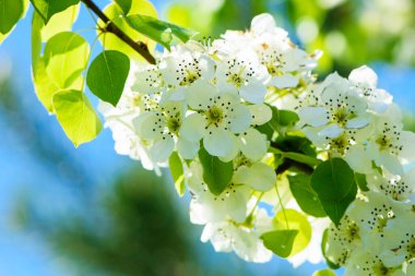 Armut çiçeği. Bahçede çiçek açan ağaç. Beyaz narin çiçekler, yeşil ve taze yapraklar. Malinae, Springtide. Yeşil arka planda çiçek açan armut dalları. Yakın plan. Ormanda armut