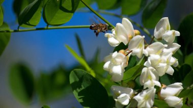 Robinia pseudoacacia. bee on white acacia flowers. spring time. insect in nature. white flowers on a tree branch with green leaves. honey bee collects nectar from flowers. clipart