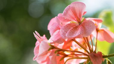 Geranium. small pale pink flowers. in drops of morning dew or after rain. Floral background. Pink flowers of homegrown violets in a pot on a green background. bokeh, beautiful flower