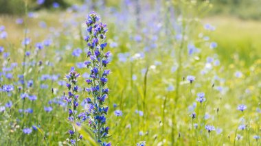 Echium vulgare. beautiful wildflowers. blue flowers, summer floral background. close-up. bokeh. beautiful nature. blooming meadow in sunny weather. spring meadow. selective focus clipart