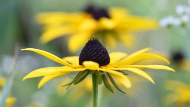 Rudbeckia Hirta. wild flower in nature. beautiful yellow flowers. floral background. big spring or summer flower. Rudbeckia hirta, Marmelade, is a nice garden plant clipart