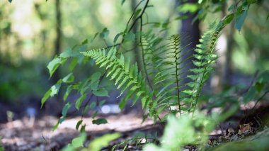 Renkli eğreltiotu yaprakları yeşil yapraklar güneş ışığında doğal çiçek eğreltiotu arkaplanı. Yeşil eğreltiotu yaprakları ormandaki arka plan için. Doğal yeşil eğreltiotu yaprakları ormandaki dokuyu kapatır.