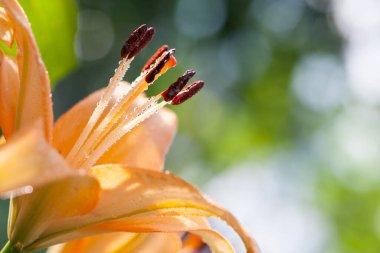 Lilium. Güzel zambak çiçeği. Bahçedeki çiçek tarhında narin zambaklar. Çiçekli, bulanık doğal bir geçmişi var. Çiçek mevsimi, yakın plan. turuncu zambak çiçeği. İlkbaharda çiçek açar. çiy damlaları
