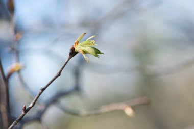 Arka planda taze yeşil yaprakları olan dallar. İlk bahar yaprakları, tomurcuklar ve dallar. Doğa kıştan sonra canlanır. Çalılıklarda taze yapraklar. Küçük yeşil yapraklar çiçek açar. yakın plan