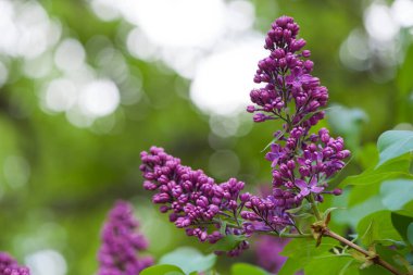 Leylak çiçekleri bahar manzarası. Bahar leylak çiçekleri. Leylak çiçek açar. Güzel bir demet leylak. Çiçekli bahar arkaplanı. Bahçedeki ya da parktaki narin kokulu çiçekler. yakın plan