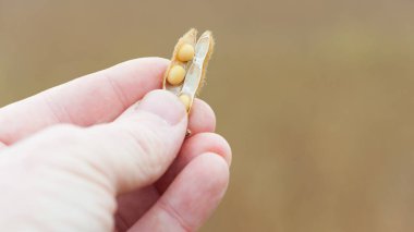 Glisin maksimum. Elde soya. Elit soya fasulyesi çiftçinin elinde, parmaklarını tutuyor. Bir sürü soya fasulyesi. Sonbahar sezonu. Hasat, sonbahar hasadı, yakın çekim, makro fotoğraf.