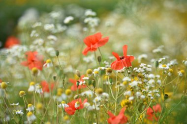 Gelincikler. Kırmızı gelincik yaprakları. Kırmızı gelincik çiçekli arka plan. kopyalama alanı. Papatya çiçeği tarlası. Güzel kırmızı gelincik çiçeği. Vahşi çiçek, doğadaki güzellik. yakın plan