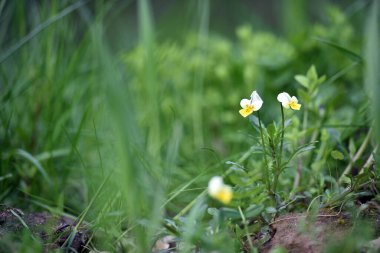 Mor çayırlarda yetişir. Yeşil arka planda küçük, narin, beyaz-sarı bir çiçek. Vahşi orman güzel menekşe, bulanık yeşil arka planda, yakın plan. Çiçek arkaplanı, metin için yer