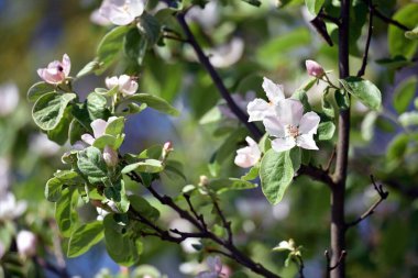 Bahçede çiçek açan elma dalı. Bahçede çiçek açan meyve ağaçları. Ağacın dalına yakın duran beyaz ve pembe çiçekler. Çiçekli bahar doğası geçmişi.