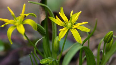 Gagea Lutea, baharda açan Bethlehem 'in sarı yıldızı. Makro fotoğrafçılık, Bokeh. İlkbaharın başlarında ilk çiçek. Küçük sarı çayır çiçeği yakından. doğal arkaplan