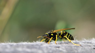 Vespula germanica, Avrupa eşekarısı, Alman eşekarısı. Yuvayı inşa etmek için selüloz elde edilecek olan çene ile ahşap bir yüzeyi tırmalayarak. İzole edilmiş örnek, makro böcek.