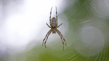 Araneus Diadematus, bir Avrupa bahçe örümceği veya haçlı örümceği, bir ağın üzerinde oturur. Yeşil arka plan, bokeh, yakın plan, seçici odaklı. Ormanlarda ve bahçelerde bulunurlar.