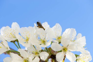 Çiçek açan bir ağaçtaki arı. Bal arısı armut ağacının beyaz çiçeklerini döllüyor. Makro çekim, arıları toplamak. Doğadaki böcekler, bahar mevsimi. Meyve bahçesindeki arılar. Kiraz çiçekleri, yakın plan.