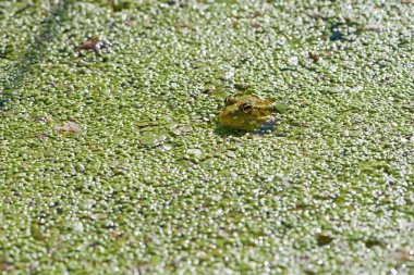 Bataklık kurbağası, kurbağa gözü, Pelophylax ridibundus, doğal ortamında. Doğadan vahşi yaşam sahnesi, sudaki yeşil hayvan. Bataklıktaki kirli suda güzel bir kurbağa. amfibik yakın plan