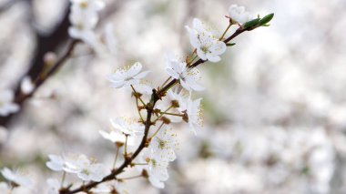 Kiraz. Beyaz çiçekler. Bahçedeki çiçek dalları. Çiçek açan ağaçlarda narin bahar çiçekleri. Makro fotoğraf, narin çiçekler. Yumuşak odaklanma. Doğanın güzelliği. Yakın plan. Bahar zamanı kiraz ağacı