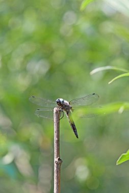Orthetrum iptal. Aeshna siyanea. Anax imperator. Bir dalda oturan büyük yusufçuk. Nehrin kenarındaki böcek. Makro doğa. Güzel yusufçuk, küçük yırtıcı. Doğal arka plan. Göletin yanında.