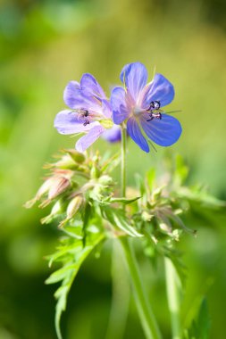 Sardunya pratezi. Yol kenarında çiçekler var. Çayır çiçekleri ve otlar. Mavi kır çiçekleri, doğal çiçek arkaplanı. Yaz ya da bahar sezonu. Sahadaki patika. yakın plan