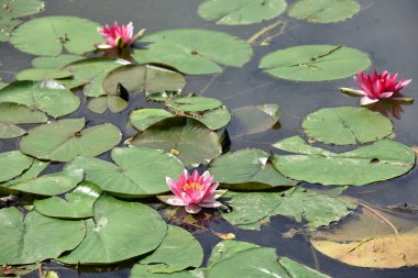 Nelumbo. Suda nilüfer çiçeği. Göldeki kutsal narin çiçek. Yeşil yapraklı, büyük, pembe bir çiçek. Doğal çiçek arkaplanı. Büyük yuvarlak yapraklar. Yakın plan. Doğadaki güzellik