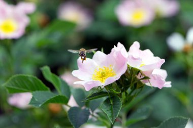 Bir arı, gül çiçeğinden polen toplar. Bal arısı Apis Mellifera pembe bir gül çiçeğinin üzerinde nektar topluyor. Yeşil arka planda narin çiçekler. yaz mevsimi.