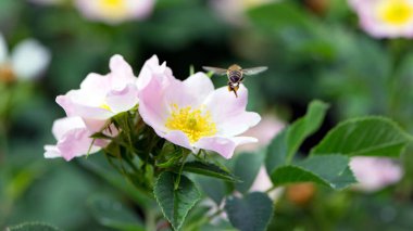 Bir arı, gül çiçeğinden polen toplar. Bal arısı Apis Mellifera pembe bir gül çiçeğinin üzerinde nektar topluyor. Yeşil arka planda narin çiçekler. Yaz sezonu. makro