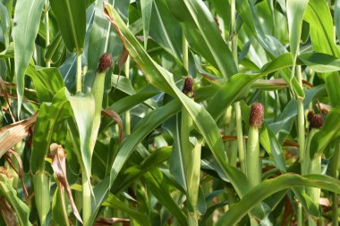 Mısır ve yeşil yaprakların kulakları yakın plan çekimde. Mısır çiftliği. Organik mısır tarlasında seçici bir mısır koçanı resmi. İyi hasat, tarım kavramı. tarım arazisi