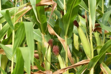 Mısır ve yeşil yaprakların kulakları yakın plan çekimde. Mısır çiftliği. Organik mısır tarlasında seçici bir mısır koçanı resmi. İyi hasat, tarım, yazı konsepti