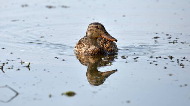 Anas platyrhynchos. Göletteki ördek. Kuzeyli bir kürekçi ördek sakin sularda yüzerken yakalandı. Renkli tüyleri ve kendine özgü büyük gagasıyla. Doğal yaşam alanı. Dişi ördek yaban ördeği