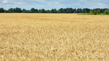 Tarlanın sarı zeminine karşı olgunlaşmış büyük altın buğday kulakları. Yakın plan doğa. Zengin bir yaz hasadı, tarım, tarım endüstrisi fikri. Spikelet 'e odaklan