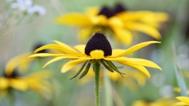 Black-eyed Susan. Rudbeckia Hirta. wild flower in nature. beautiful yellow flowers. floral background. big spring or summer flower. Rudbeckia hirta, Marmelade, is a nice garden plant. soft focus clipart