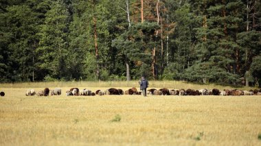 Otlakta koyunları olan çoban. ev hayvanı. Çayırda otluyor. Çiftlik hayvanları. Tarlada koyun, yüne karşı hayvan. Çiftlik hayvanı. Koyun sürüsü otluyor.