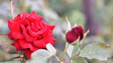 Pembe gül çiçeği arkaplanı. Bahçedeki çalılıkta kırmızı güller, yakın plan. Yeşil yapraklı pembe gül çiçeği. Kırmızı Gül Büyüsü. Bahçedeki güzellik. romantizm konsepti, hediye