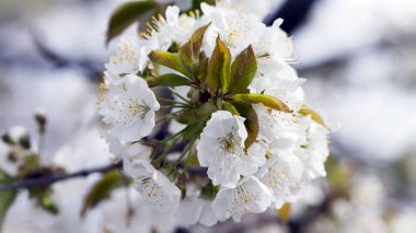 Çiçek açan kiraz dalı. İlkbahar, beyaz çiçekler, doğal çiçek arkaplanı. Narin bahar çiçekleri, yakın plan. bahar doğal arka plan, çiçek açan ağaç